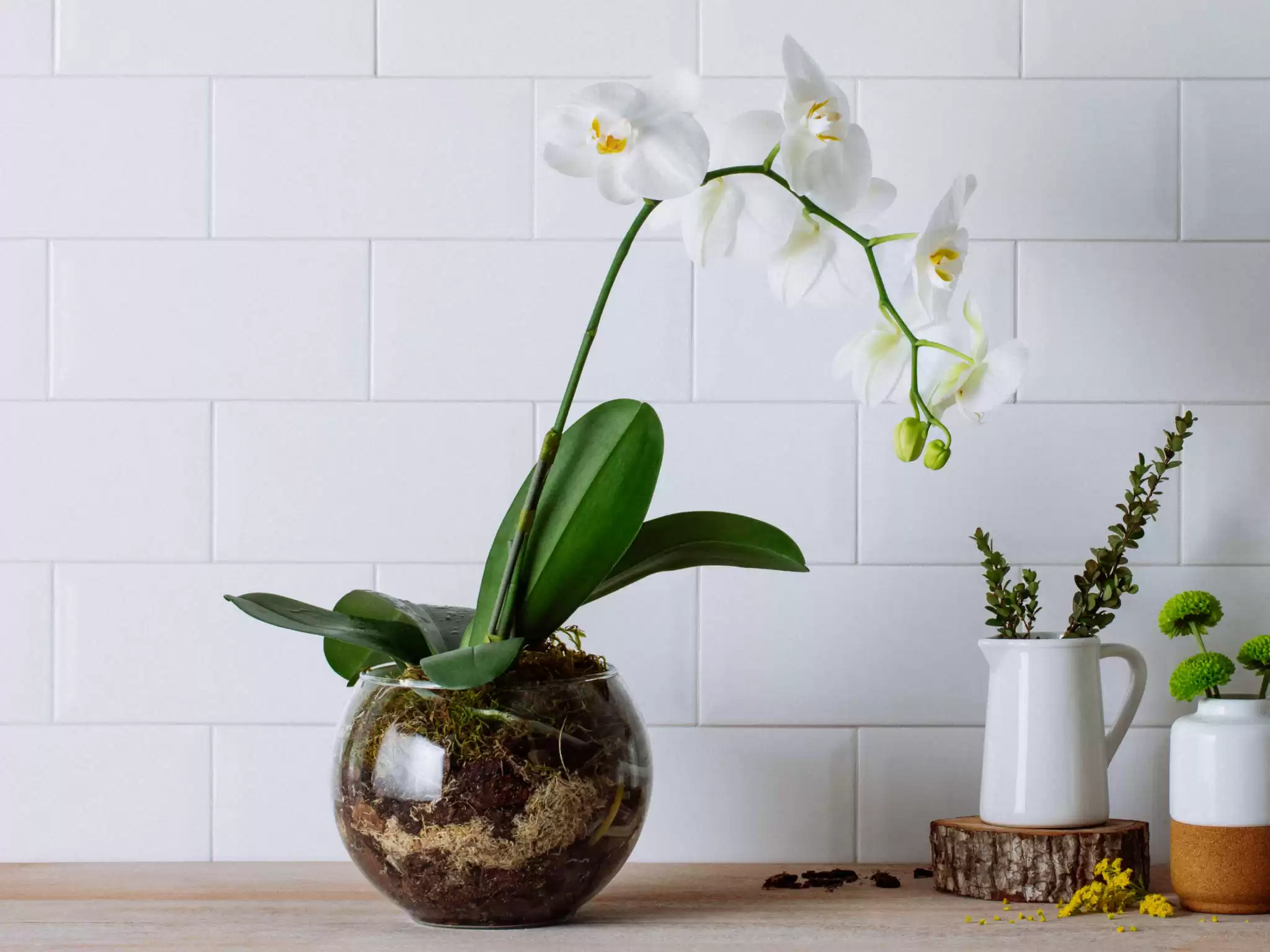Arranjo De Orquidea Branca Em Bowl De Vidro