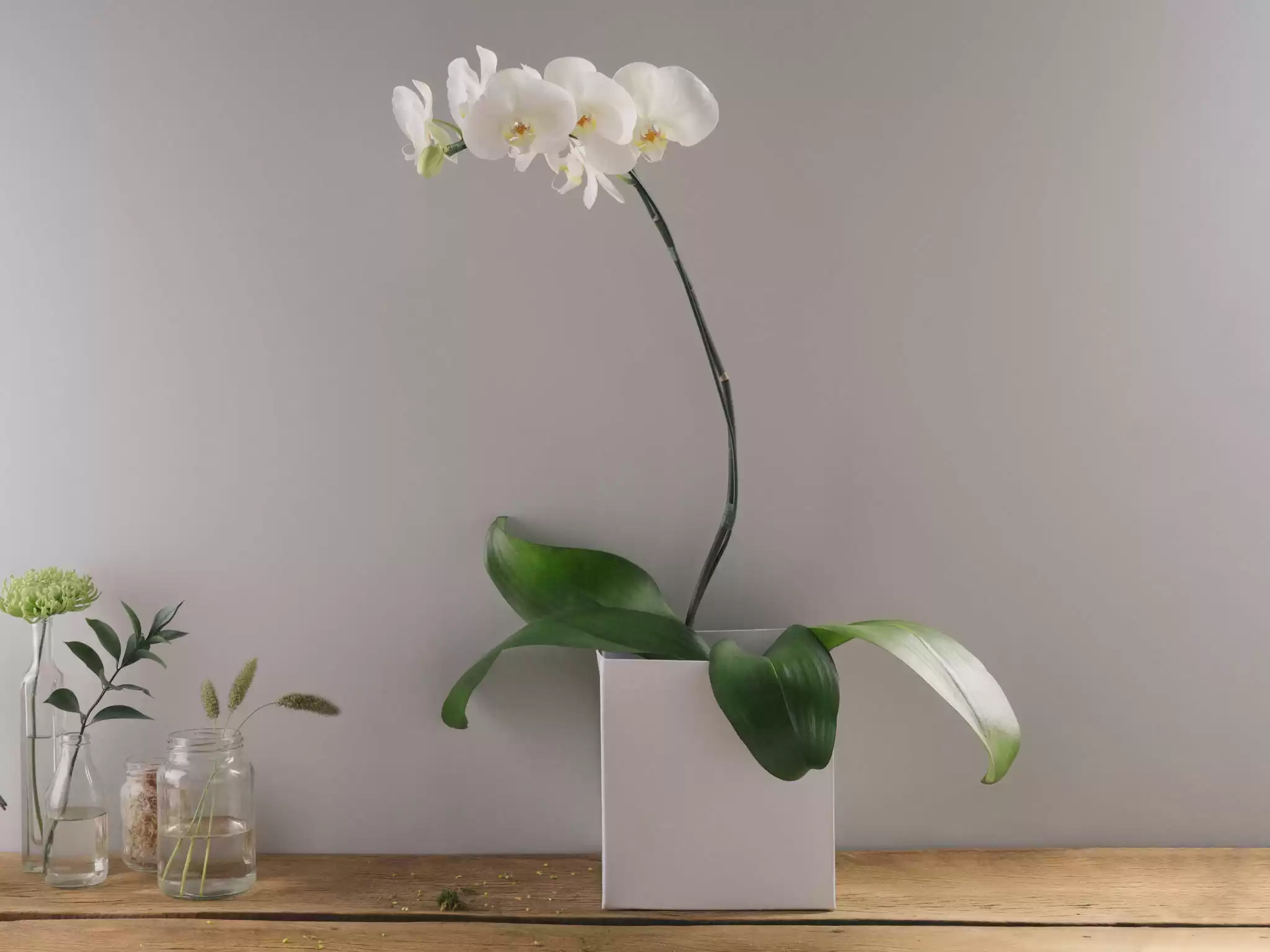 Orquidea Phalaenopsis Branca Plantada