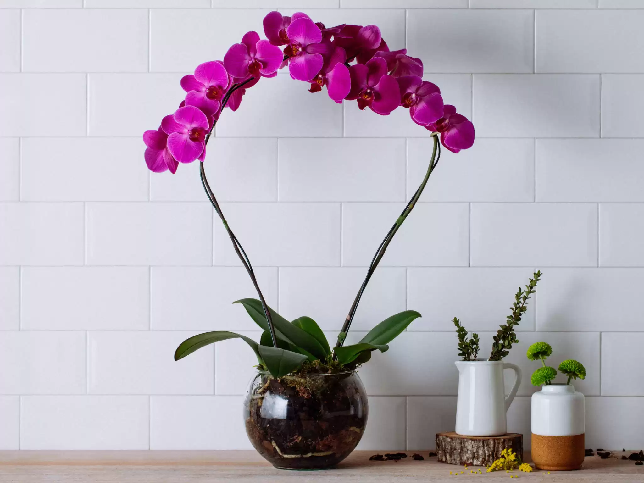 Orquideas Phalaenopsis Pink Em Bowl De Vidro
