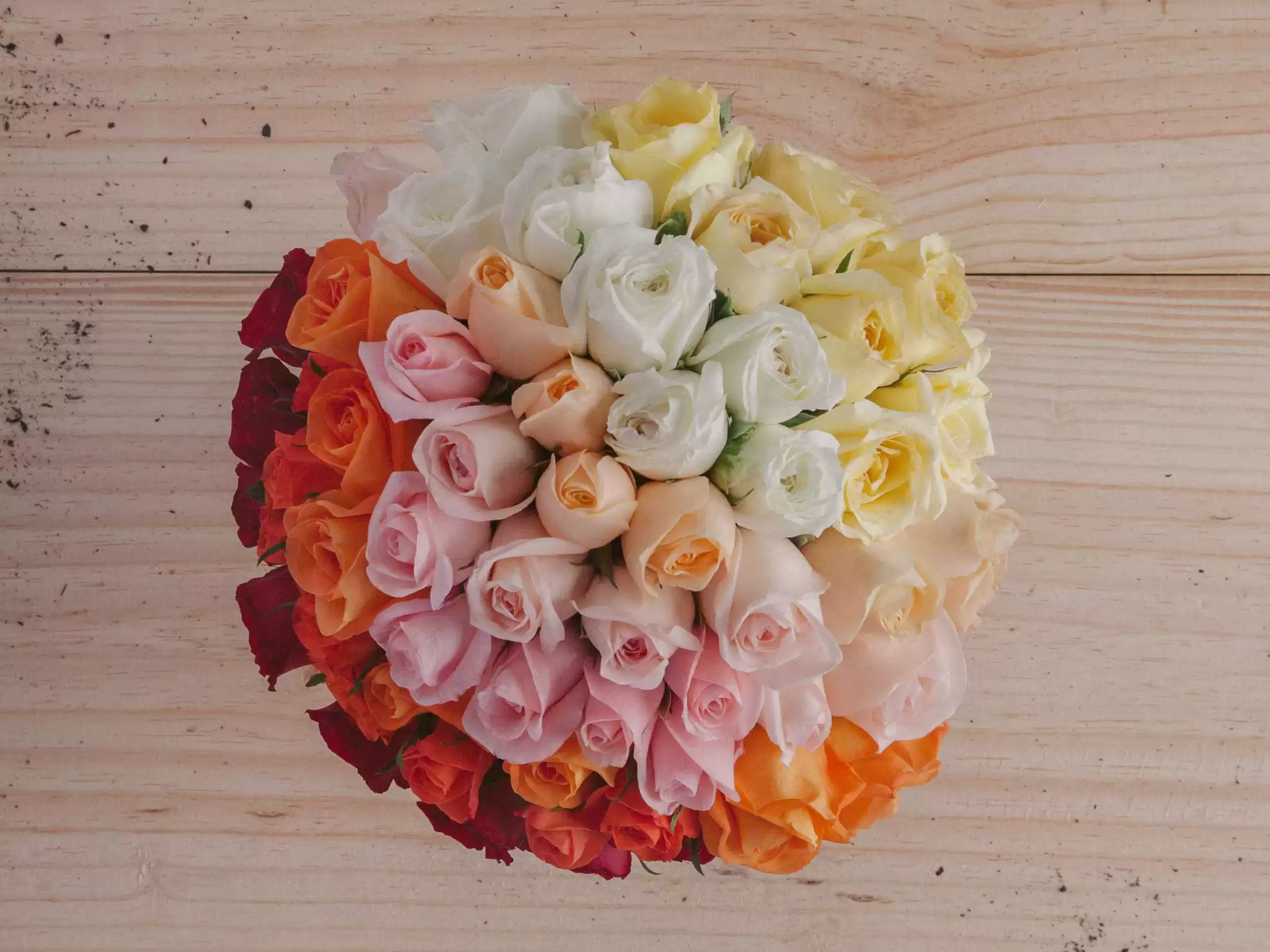 Buque De 44 Rosas Em Cor Degrade Do Vermelho Ao Branco